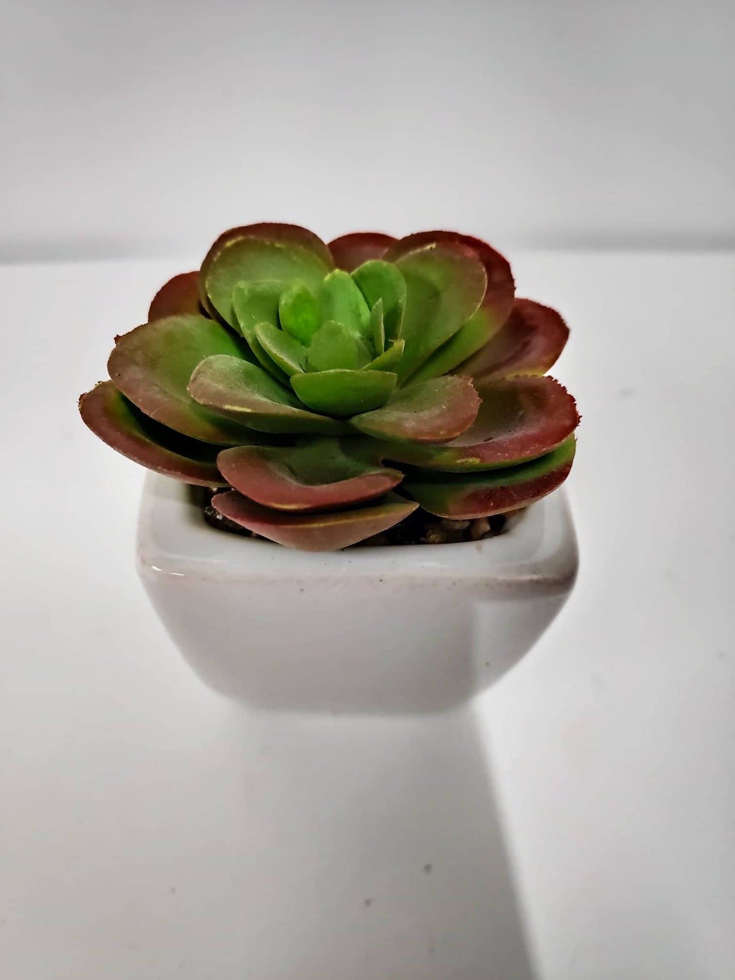 Cactus in ceramic pot - Evergreen Silk Plants