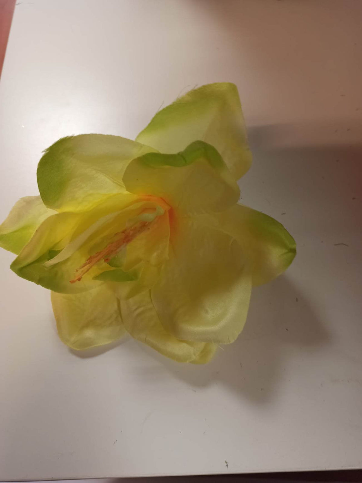 Amaryllis 15cm flowerhead lemon green edge