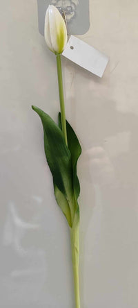 43cm Tulip closed