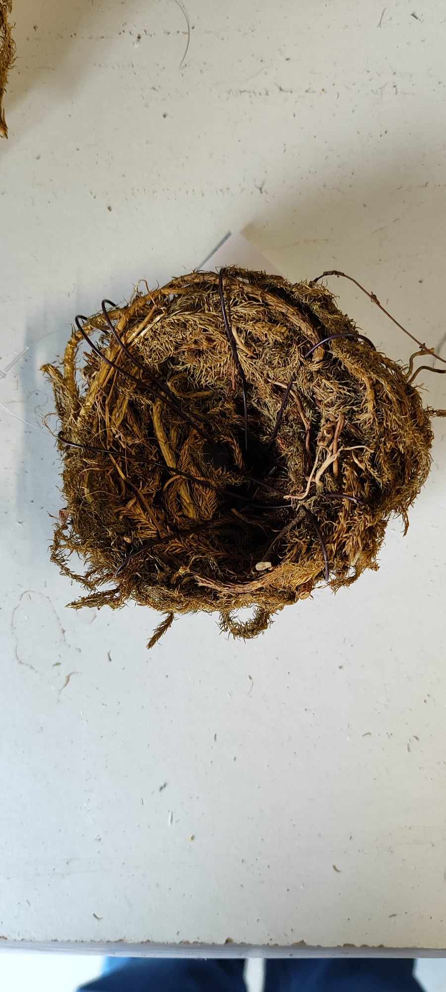 10cm Birds Nest