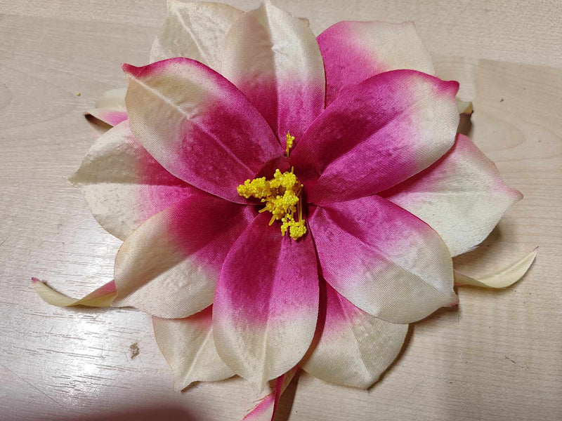 24cm Epiphyllum Fuchsia/Cream - Evergreen Silk Plants