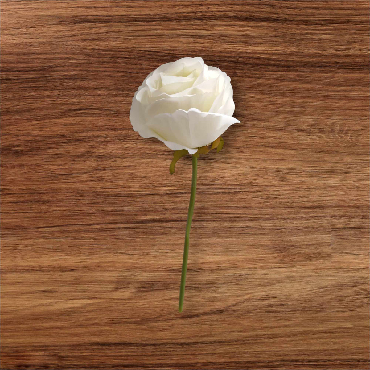 Short stemmed rose ivory