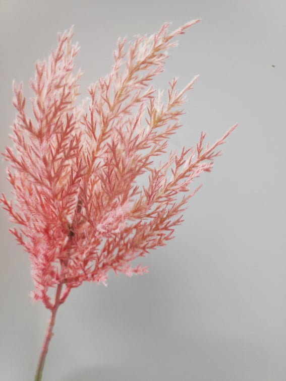 Fern Filler. Pampas - Evergreen Silk Plants