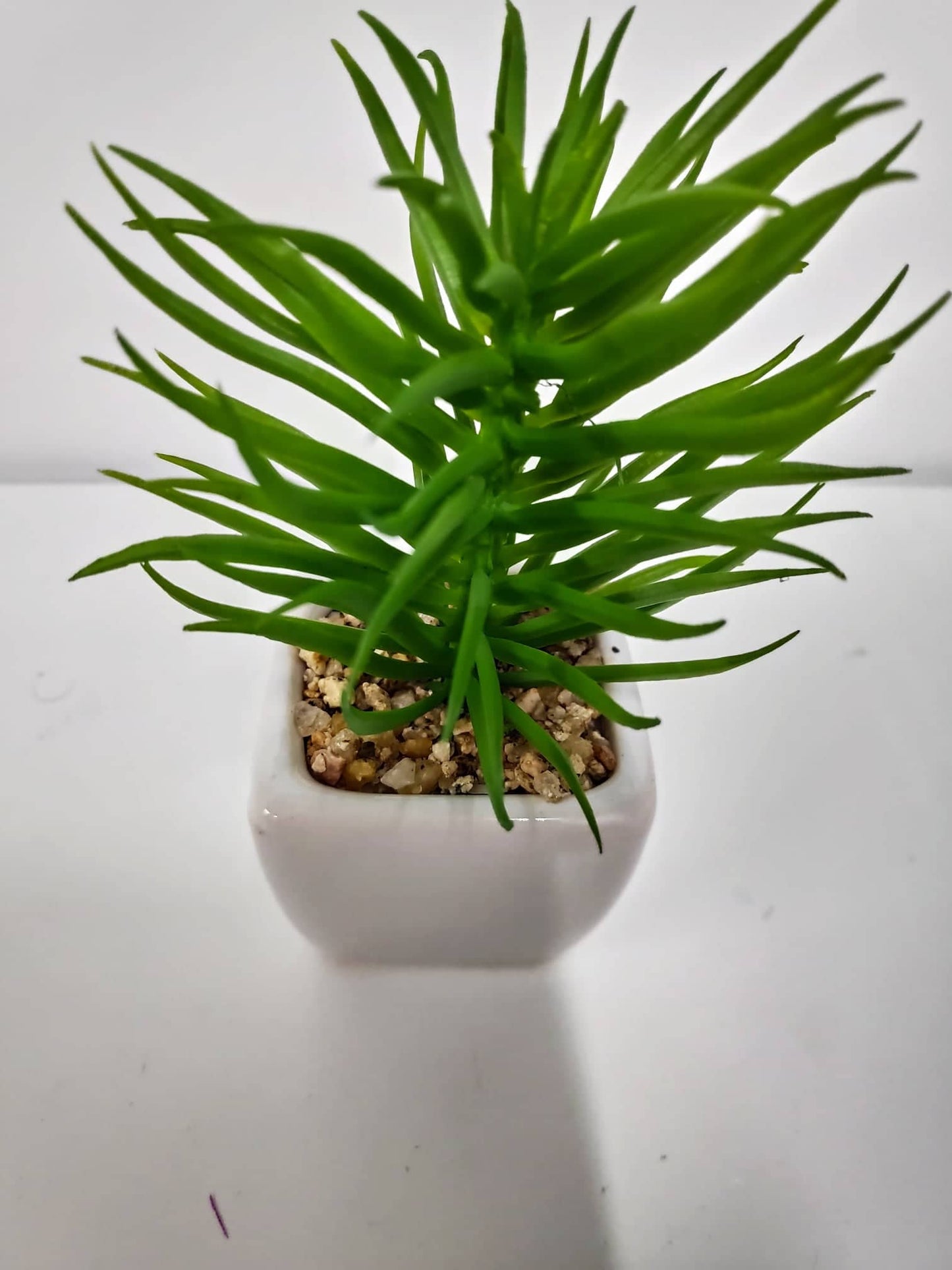 Cactus in ceramic pot - Evergreen Silk Plants