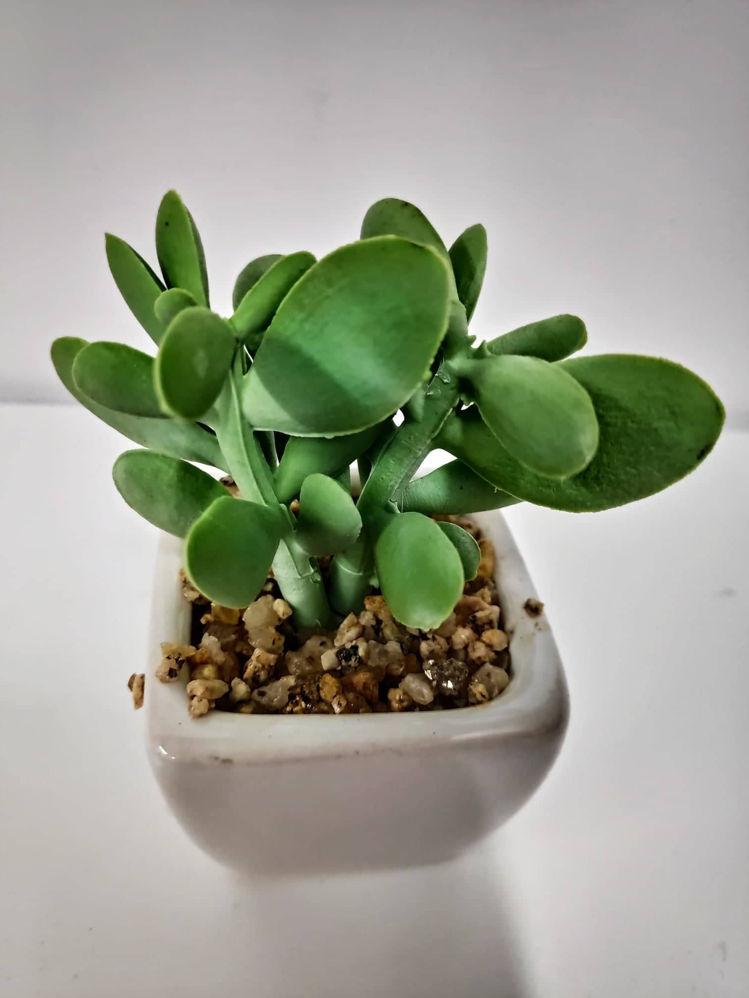 Cactus in ceramic pot - Evergreen Silk Plants