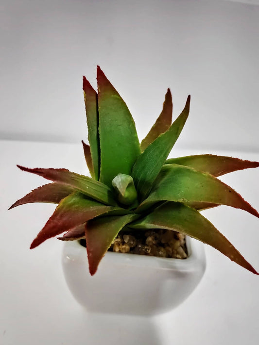 Cactus in ceramic pot - Evergreen Silk Plants