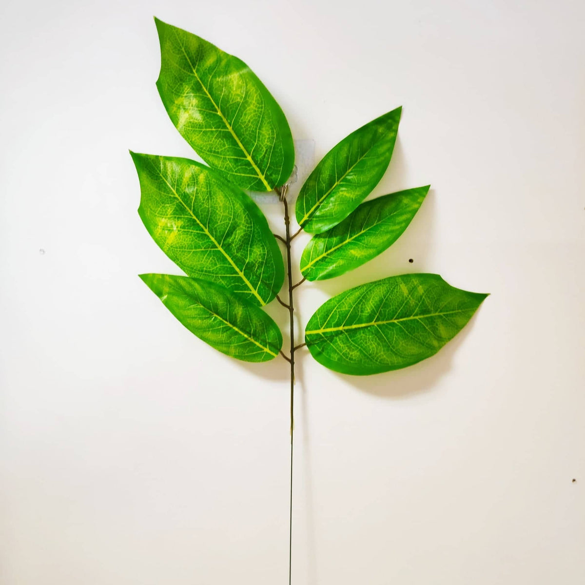 Kapok Leaves | Evergreen Silk Plants