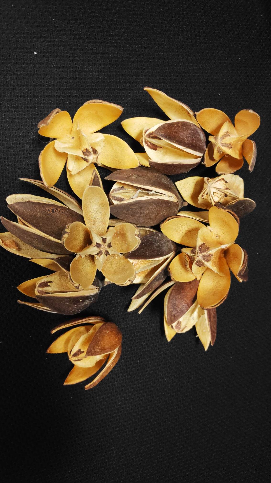 Dried Lily | Evergreen Silk Plants