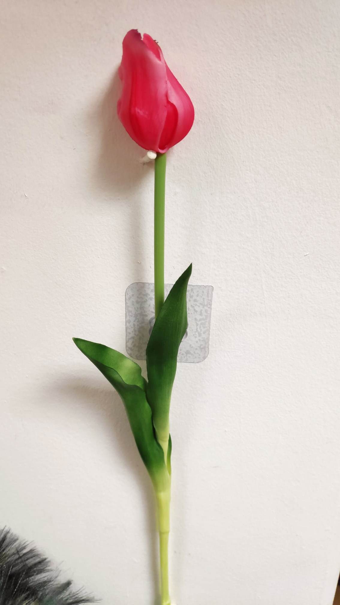 47cm Single Tulip open