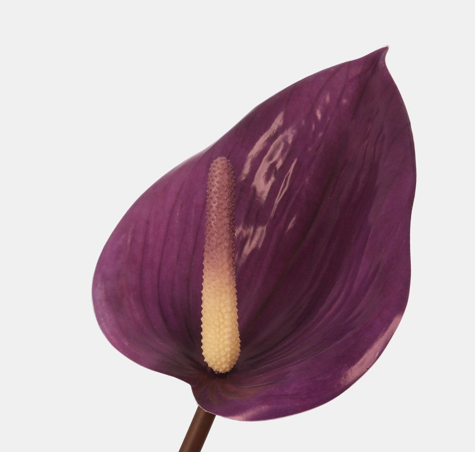 Large Anthurium Sprig - Evergreen Silk Plants