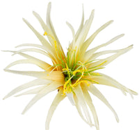 Single Phoenix Flowerhead | Evergreen Silk Plants